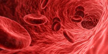Blood cells inside a blood vessel